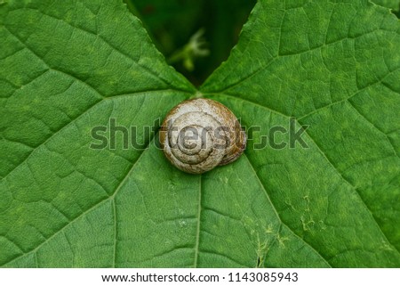 gray round snail shell on a green leaf