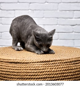 Gray Russian Blue Cat Sharpens Its Claws On A Large Scratching Post, Wicker Ottoman