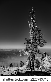 Gray Scale Of Foxtail Pine Near Summit Of Alta Peak  In Sequoia