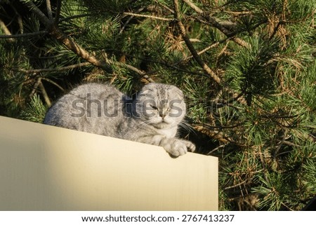 Gray Scottish Fold cat with folded ears resting peacefully on fence, surrounded by green pine branches in background.. Nature concept for design