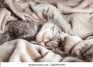 A gray Scottish fold cat sleeps on a blanket. The concept of home comfort, pets, sleep.