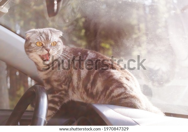 A gray Scottish fold cat\
with yellow eyes sits in the car. Travel concept with pets. Angry\
cat.