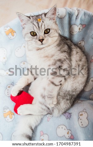 A gray Scottish kitten is playing with a gift heart. Funny beautiful pussy.