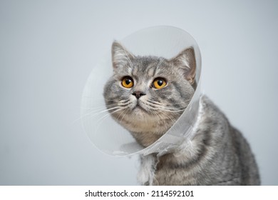 Gray Scottish Straight cat with yellow eyes in medical collar poses in studio on gray background. Elizabethan collar. Domestic cat in protective collar after surgery on examination table in clinic.