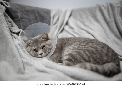 A gray Scottish straight-eared cat in a platsik veterinary collar after surgery lies sad at home on the couch. Exhausted British breed cat with vet Elizabethan collar to prevent licking wounds at home