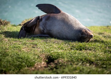 Gray Seal