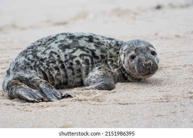 Gray Seal Pup On Beach