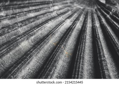 A Gray Seashell Macro Shot As A Natural Background, Shallow DOF