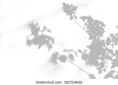 Gray Shadow Of A Blossoming Apple Tree On A White Wall. Abstract Neutral Concept Of Nature Blurred Background. Space For Text. Overlay Effect For Photo.