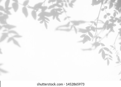 Gray shadow of the leaves on a white wall. Abstract neutral nature concept background. Space for text. - Shutterstock ID 1452865973