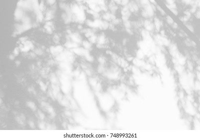 Gray Shadow Of Natural Pine Leaves Of Palm Tree And Tree Trunk Falling On  White Concrete Wall For Background Design And Wallpaper