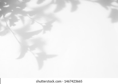 Gray Shadow Of The Tree Leaves On A White Wall. Abstract Neutral Nature Concept Blurred Background. Space For Text.