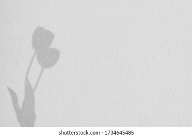 Gray shadow of the tulip on a white wall. Abstract neutral nature concept background. Space for text.
