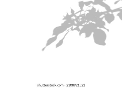 Gray Shadow Of The Wild Roses Leaves And Buds On A White Wall. Abstract Neutral Nature Concept Blurred Background. Space For Text. Overlay Effect For Photo.