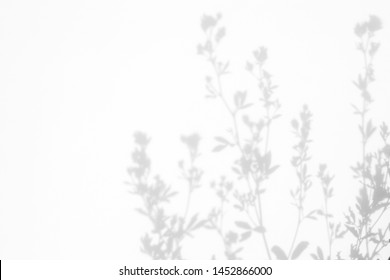 Gray shadows of the flowers and delicate grass on a white wall. Abstract neutral nature concept background. Space for text.