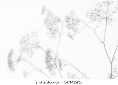 Gray shadows of the flowers and delicate grass on a white wall. Abstract neutral nature concept background. Space for text. Blurred, defocused. - Powered by Shutterstock