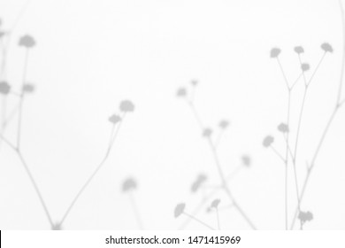 Gray shadows of the flowers and delicate grass on a white wall. Abstract neutral nature concept background. Space for text. Blurred, defocused.