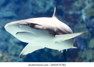 Gray shark swimming calmly with a blurred blue background, seen from a bottom perspective, Barcelona city aquarium, Spain - Powered by Shutterstock