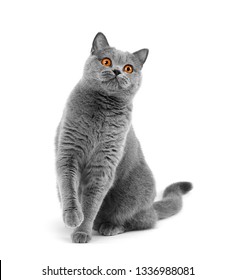 Gray shorthair British cat asks for food on a white background. A beautiful cat advertises food. Purebred Briton sitting on isolation raising his paw
