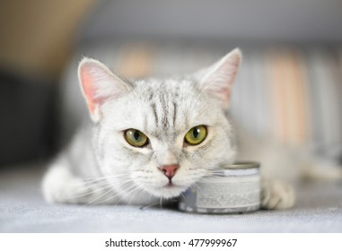 Gray Shorthair Cat And Food Can