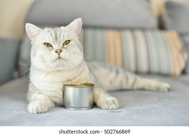 Gray Shorthair Cat And Food Can