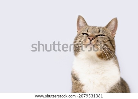 Gray shorthair domestic tabby cat sniffs in front of blue background. Selective focus.