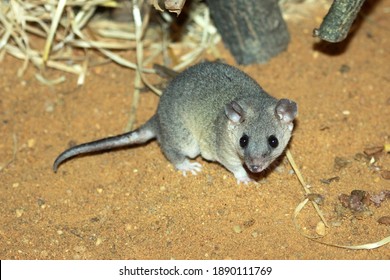 Gray Short-tailed Opossum (Monodelphis Domestica)