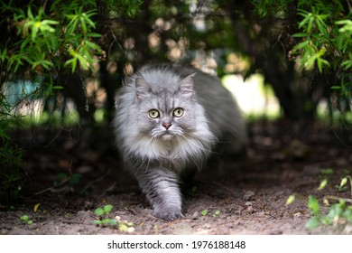 gray silver tabby british longhair cat walking under a bush looking at camera curiously outdoors in nature
