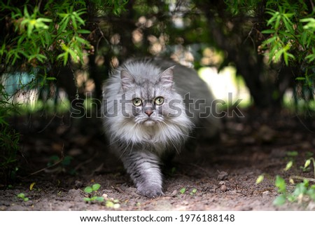 gray silver tabby british longhair cat walking under a bush looking at camera curiously outdoors in nature
