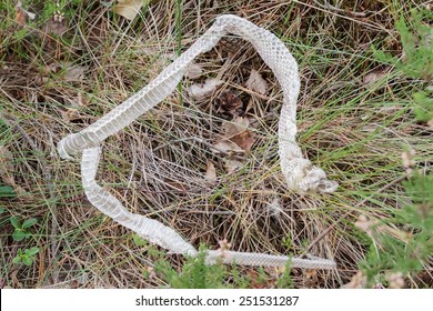 959 Snake Molt Images, Stock Photos & Vectors 