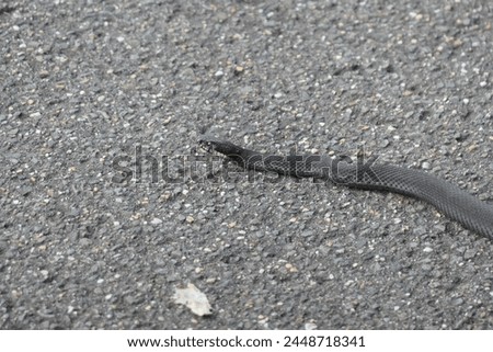 Gray snake slithers along a gray road