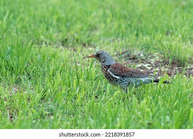 Gray Song Thrush On The Ground Looking For Food. Spring Fresh Grass And Bird