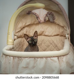 A Gray Sphinx Cat Sits In A Beige Baby Stroller