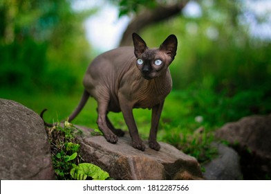 gray sphynx cat sits on a stone.  cat hunts prey in nature.  summer animal photography