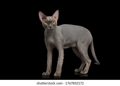 1,211 Sphynx cat standing Images, Stock Photos & Vectors | Shutterstock