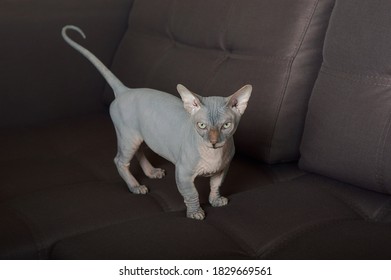 Gray Sphynx Cat Standing On A Couch In The Studio