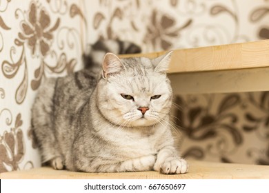 Silver Tabby Spotted Black Images Stock Photos Vectors