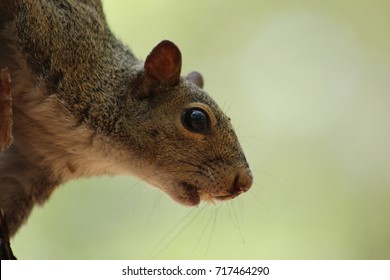 gray squirrel