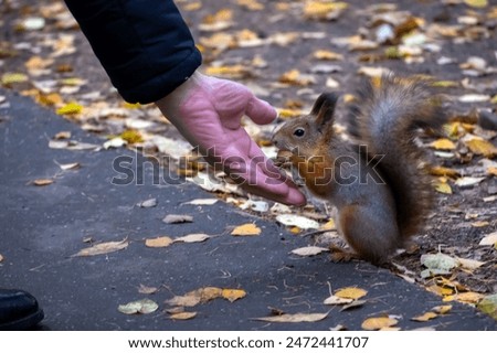 Similar – Image, Stock Photo Nibbling squirrel in a tree