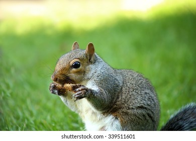 Gray Squirrel Chewing A Bone In A Park.