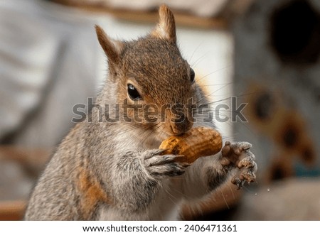 Similar – Image, Stock Photo Nibbling squirrel in a tree