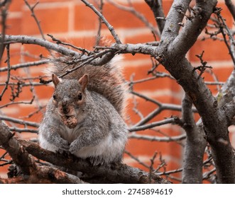 Gray Squirrel Eating Nut Perched on Tree Branch Urban Wildlife
