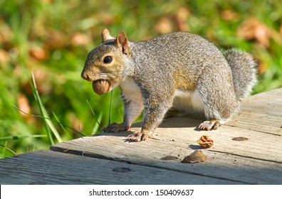 Gray squirrel eating pecan nuts