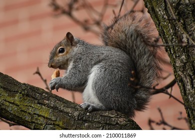 Gray squirrel enjoying a snack in a tree.