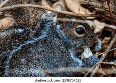 A gray squirrel foraging for food in a woodland setting - Powered by Shutterstock