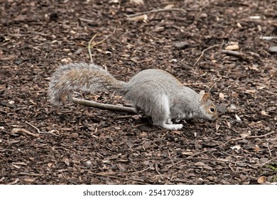 gray squirrel foraging on the ground among fallen leaves and twigs - Powered by Shutterstock