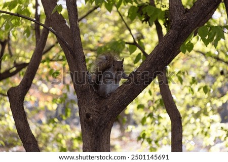 Gray squirrel in forest. Eastern gray squirrel outdoor. Wild animal in nature. Squirrel on the tree. Rodent animal fauna. Autumn scene with Sciurus rodent animal. Wildlife nature. Tree squirrel