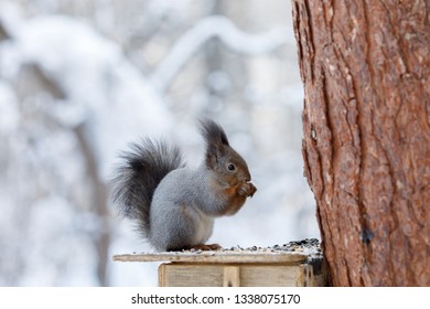 Gray squirrel hanging on tree at winter scene, snowy park or forest