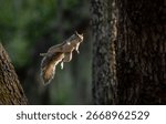 A gray squirrel jumping from a tree 