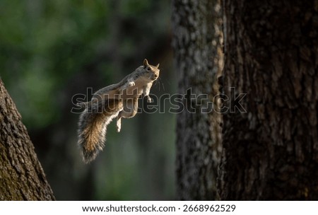 A gray squirrel jumping from a tree 
